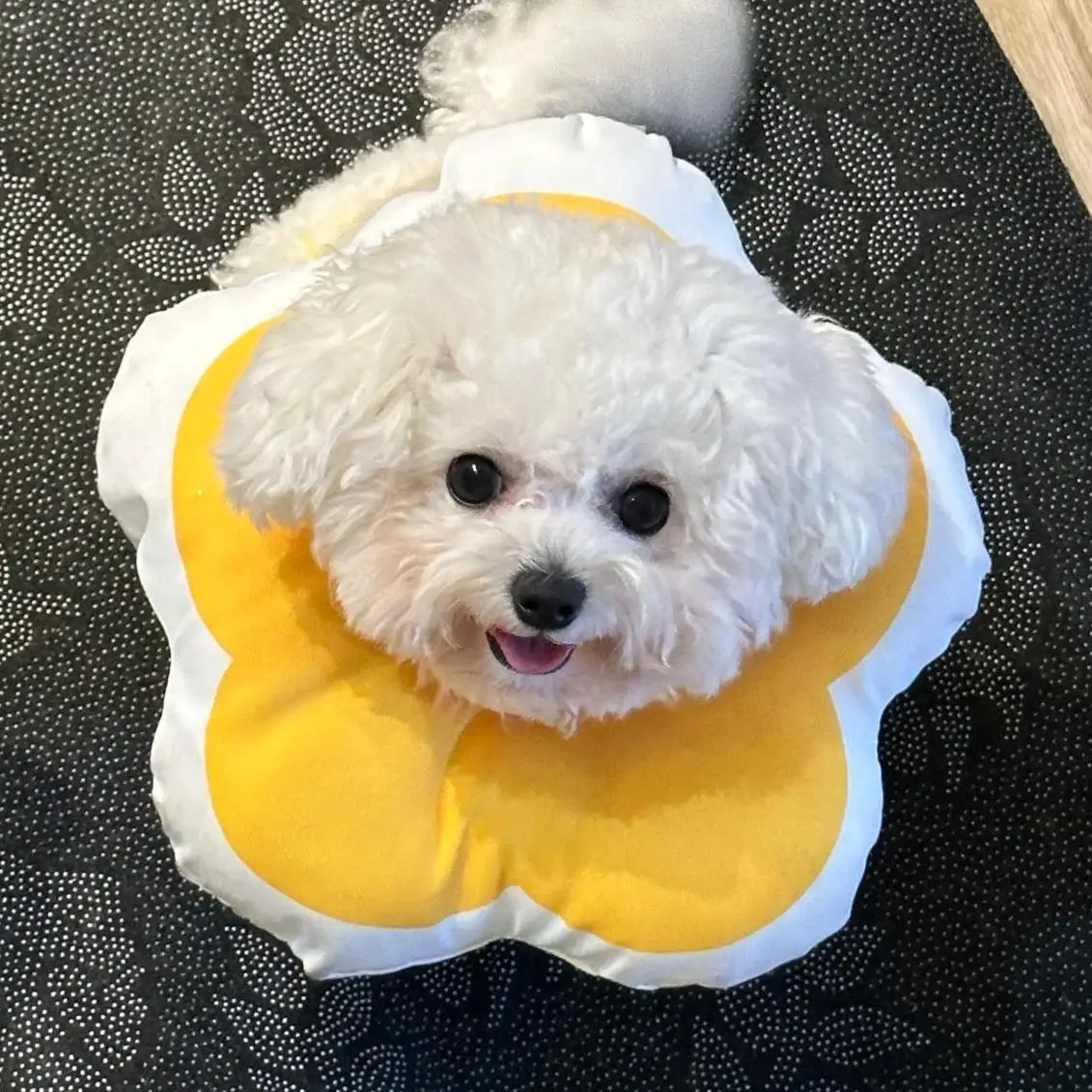 防水タイプ エリザベスカラー：小型犬用の舐め防止とマルチーズ対応が実証された実用性