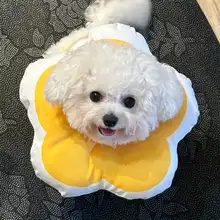 防水タイプ エリザベスカラー【小型犬用・舐め防止・マルチーズ対応】