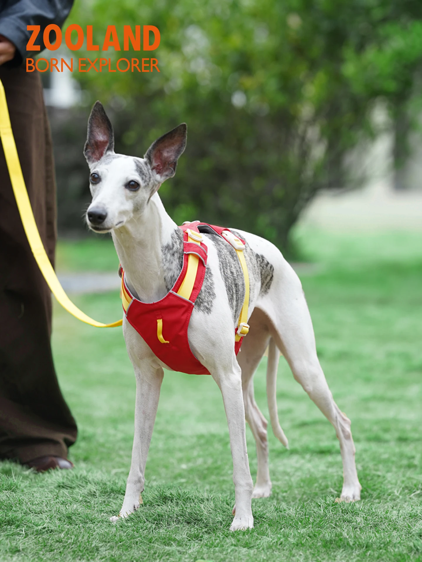 犬のお散歩グッズをコスパ良く揃える方法　リーシュ付きハーネスの選び方徹底解説