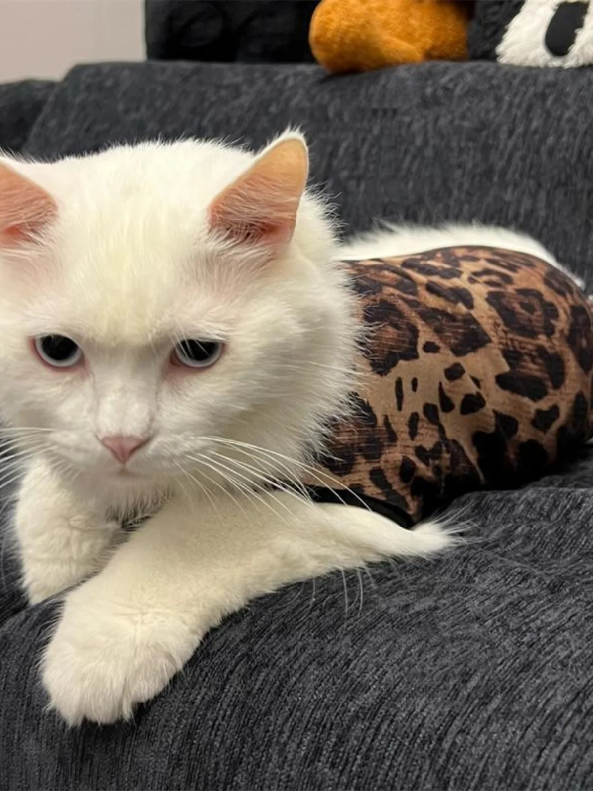 猫のtシャツを選ぶときに迷うなら、この1点が解決する！