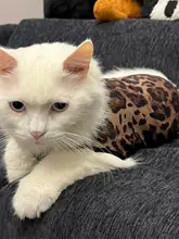 猫用 無袖防毛着物【レオパード柄・春夏秋冬対応・ペット服】