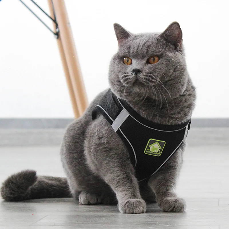 猫の脱走防止 リーシュ：災害時におけるペットの安全確保に最適な固定型防護アイテム