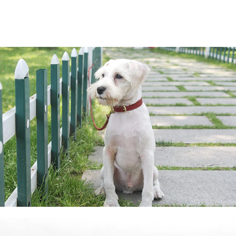 犬のお散歩グッズをコスパ良く揃える方法　牛革リードの実用性徹底解説