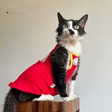 スフィンクス猫用夏秋用コットンキャミソール【国潮スタイル・ペット服】