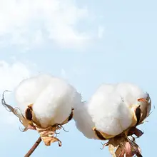 医療用質感の使い捨てタオル【コットン製・厚手・携帯用・旅行・洗顔用】