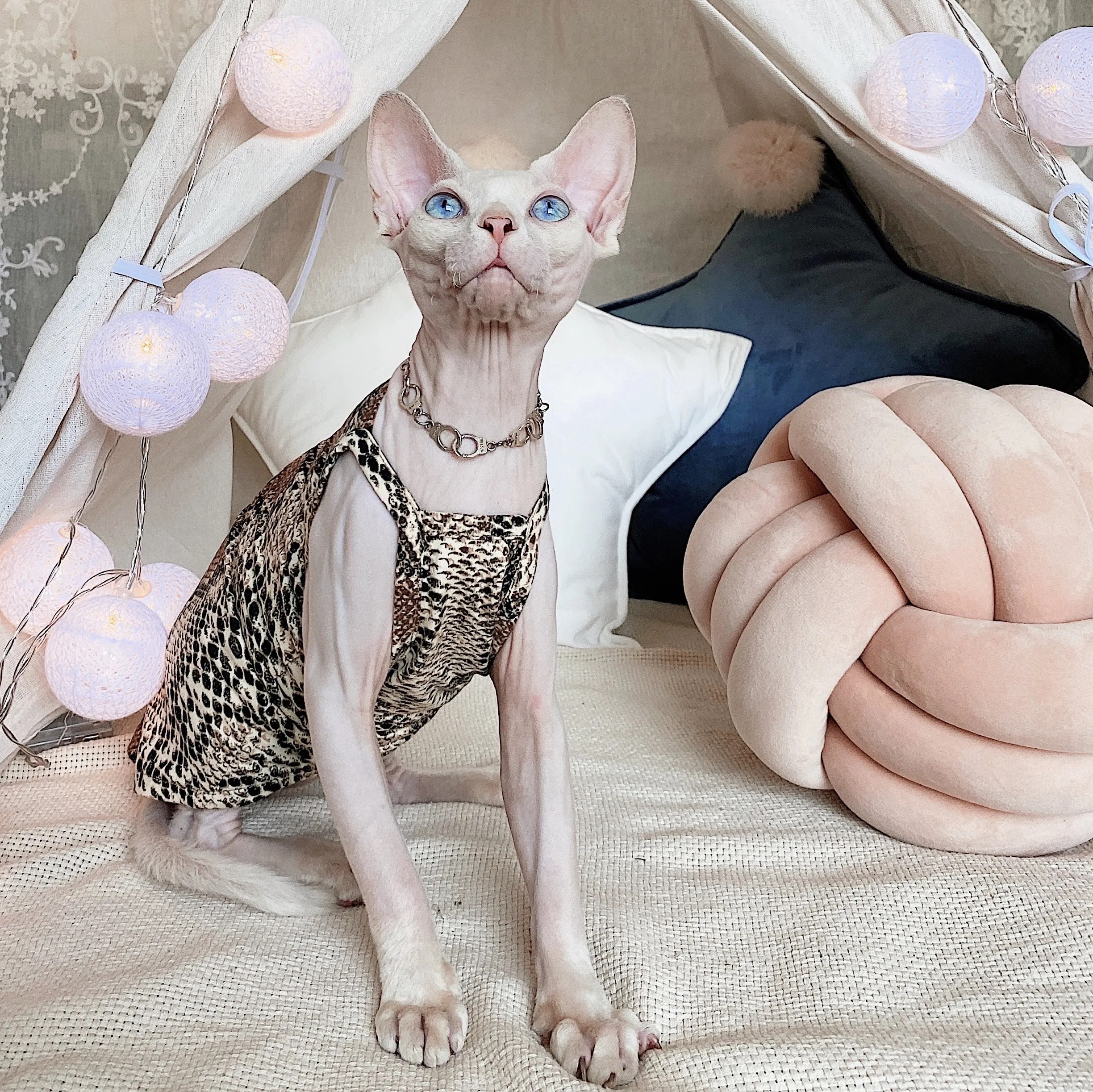 無毛猫の服を選ぶなら、ヨーロッパとアメリカのデザインが一番？