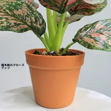 高級リアルグリーンプランツ 竹芋ミニ観葉植物【ホテル・インテリア装飾・自然な雰囲気】