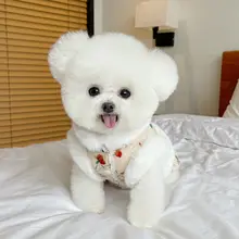 ペット用 秋冬新作 裏起毛 花柄 ボーダー ワンピース【犬・猫用・ハーネス付き・お正月用】