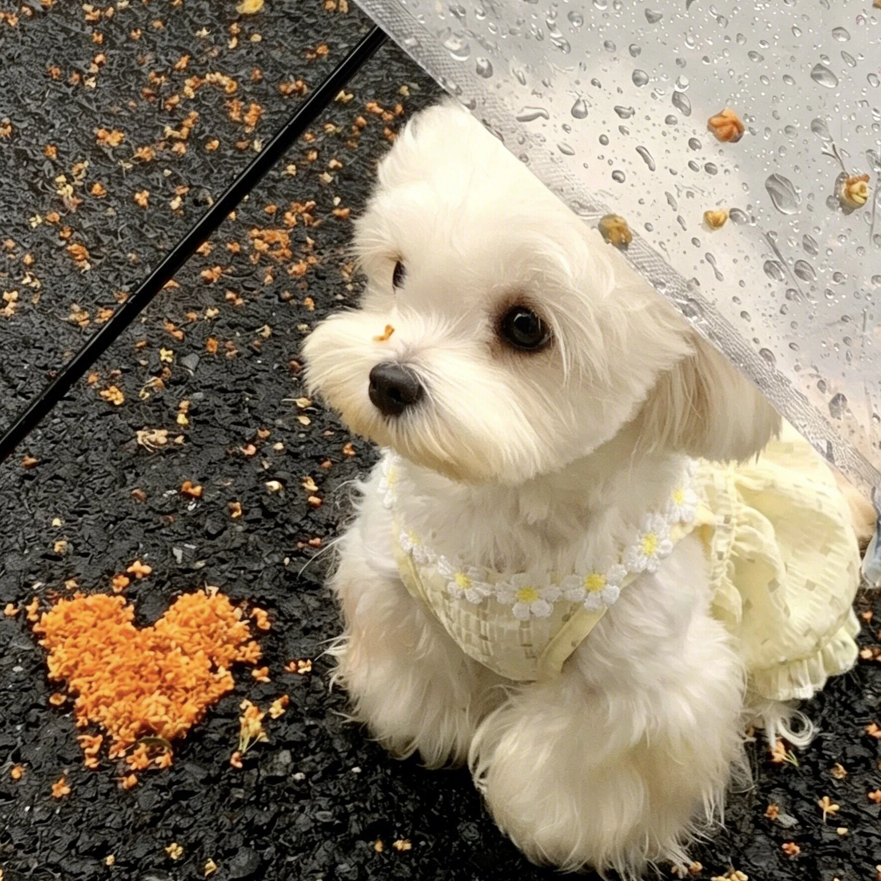 ミニワンとは何か：犬用サマーワンピースの実用性と使用シーンの解説