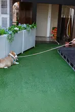 ペット用延長リード【2m・3m・犬用・テディ・コーギー・中小型犬対応】
