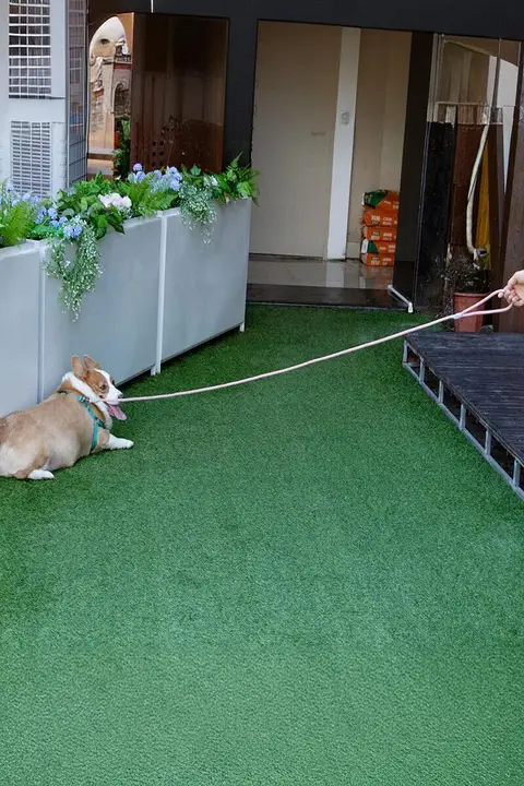 ペット用延長リード【2m・3m・犬用・テディ・コーギー・中小型犬対応】