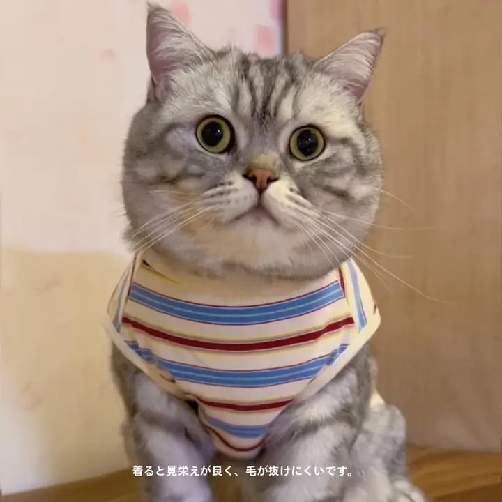 春秋用の薄手猫服【ストライプデザイン・抜け毛防止・コットン素材】