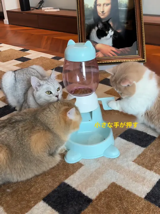 猫用自動給餌器【フードと水の二重皿・ペット用品】