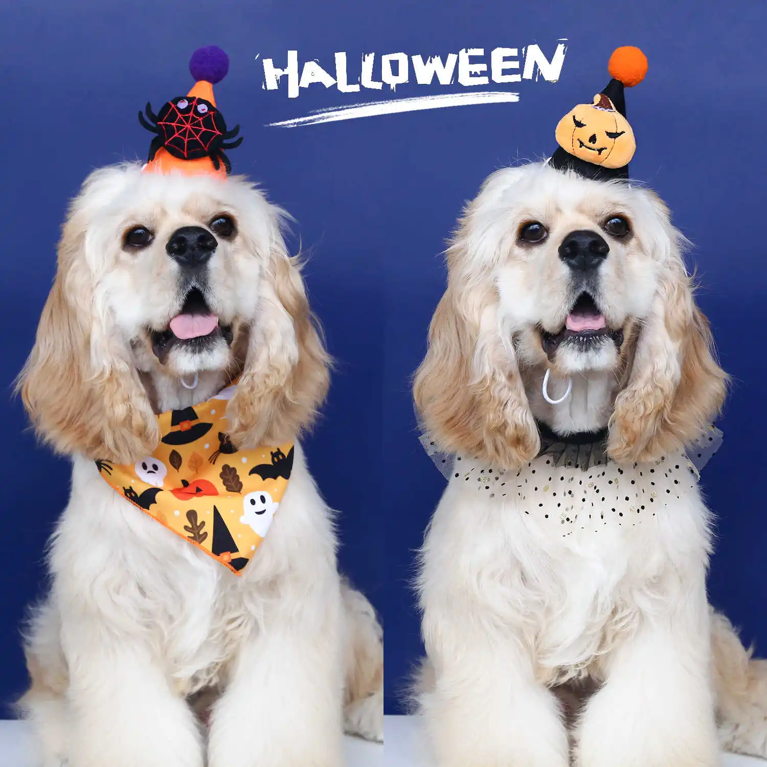 ハロウィンペットパーティーに最適なコスチュームセットはこれ