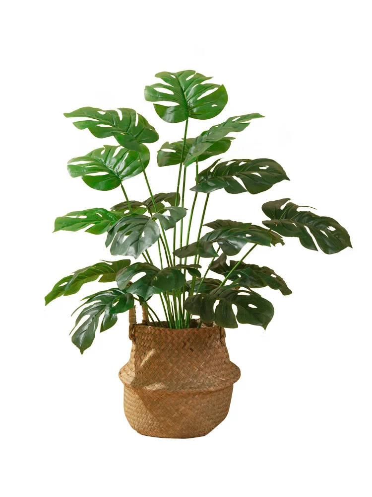 一人暮らし新生活をだけで揃えたら総額いくら？心を癒す観葉植物の選び方完全ガイド