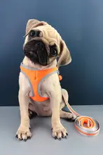 中小型犬用ハーネスとリード【ウェストスタイル・比熊対応】
