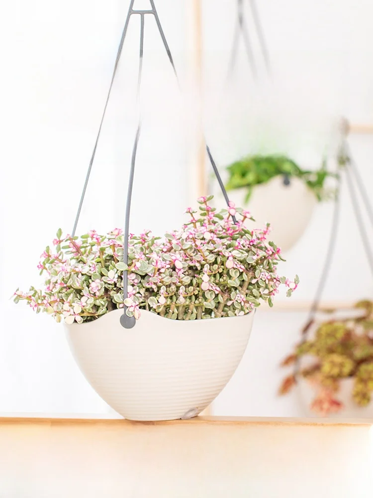 アイリスオーヤマ 吊り鉢用プランター：自吸水機能で観葉植物を壁に設置するシンプルな方法