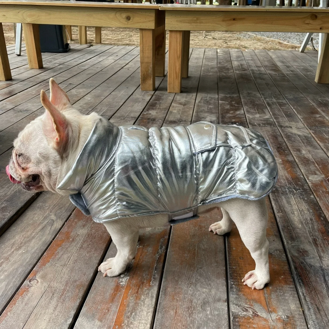 犬のお散歩グッズをコスパ良く揃える方法｜中大型犬向けアウターコートの選び方と実用性徹底解説