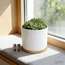 鉢 多肉植物 モダン シンプル 陶器 白 円柱形 創造的 ミニチュア