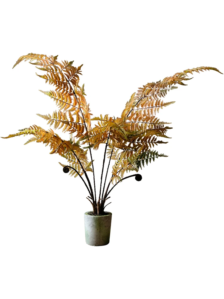 ハエトリグサを模したシダ吊り球植物：日陰でも育つ屋外装飾品の実用性と特性