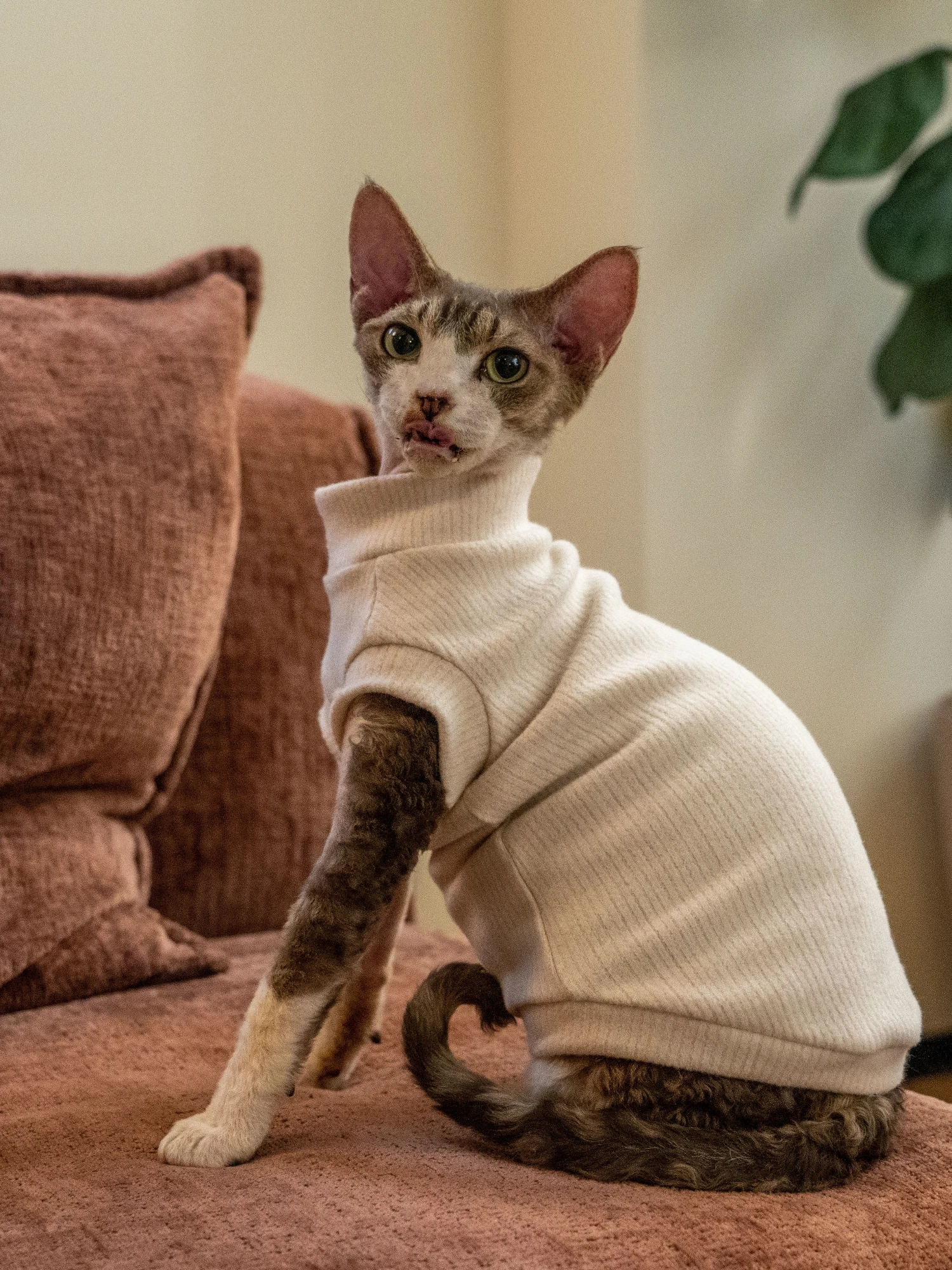 猫飼いが買ってよかったもの・悪かったもの正直に言う｜秋冬に必要な無毛猫用ニットベストの実測ガイド