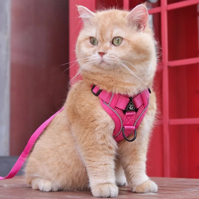 猫飼いが買ってよかったもの・悪かったもの正直に言う｜脱走防止ロープの実際の効果と選び方完全ガイド