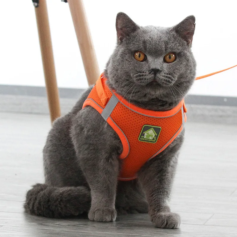 猫の脱走防止 リーシュ：災害時におけるペットの安全確保に最適な固定型防護アイテム