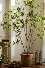 リアルな人工植物 マツザキの大きな鉢植え【インテリア装飾・リビング用・フロアタイプ】