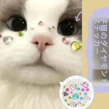 猫 ステッカー 犬 クリスタルステッカー ペット 誕生日 装飾 3D 立体