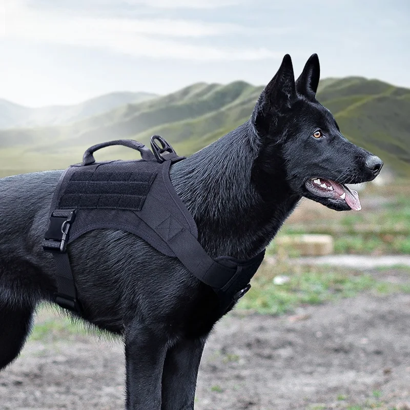 犬のお散歩グッズをコスパ良く揃える方法　完全ガイド