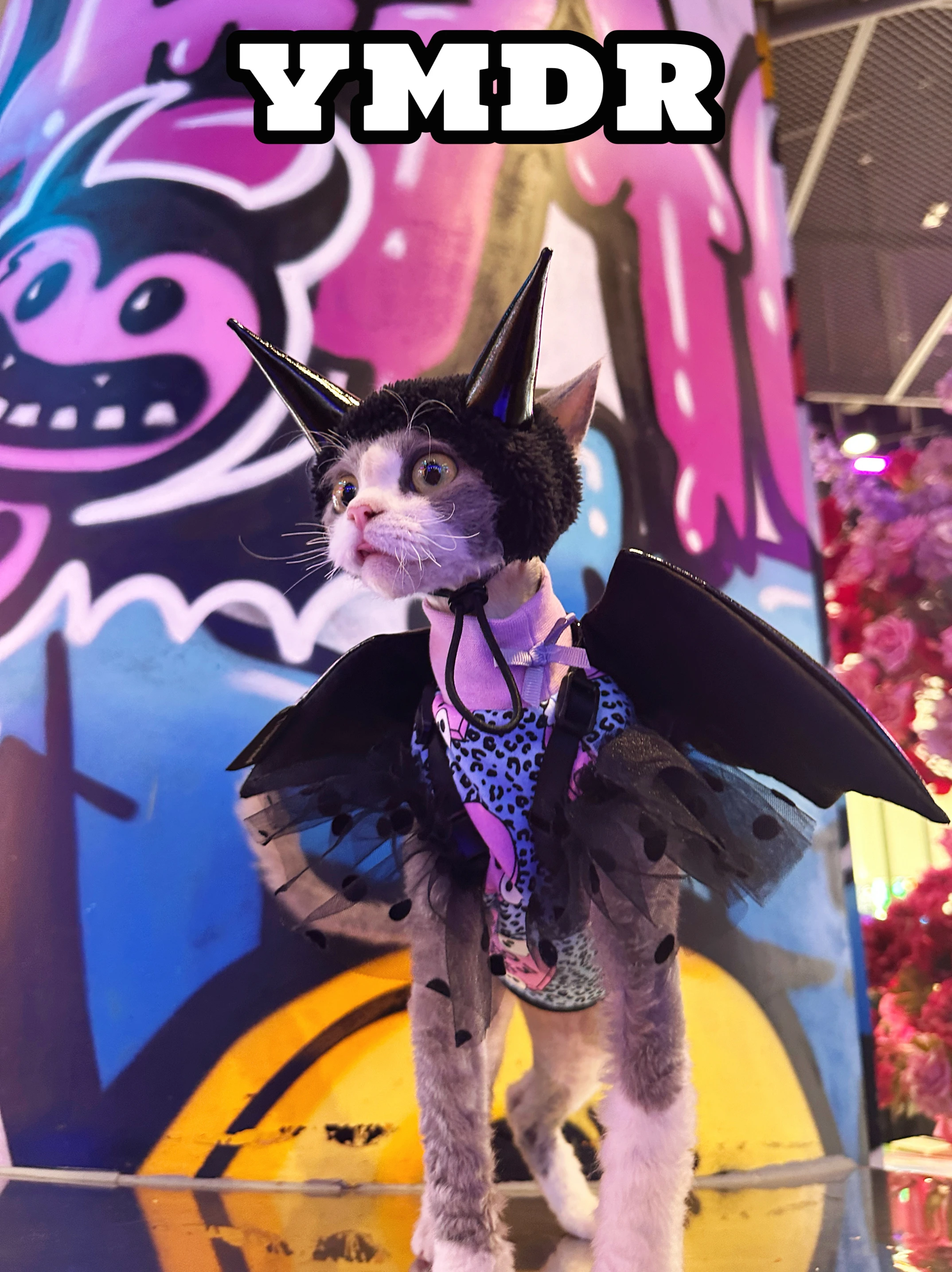 おしゃれキャットトゥルーズはどんな感じ？ハロウィンスタイルで猫の個性を発揮できるのか？