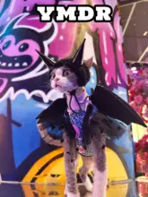 秋冬用デザイン猫服【ハロウィン・デビルの角と羽付き・無毛タイプ】