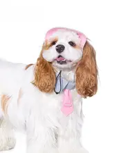 犬用ハット風ネクタイ付きキャップ【小型犬用・秋用・耳出し・ヨークシャーテリア・ビションフリーゼ対応】