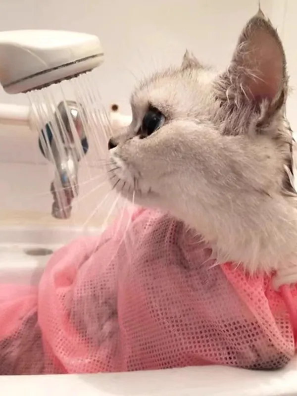猫用バスバッグ多目的脱走防止調節可能：防災グッズとしての実用性と使い勝手の検証