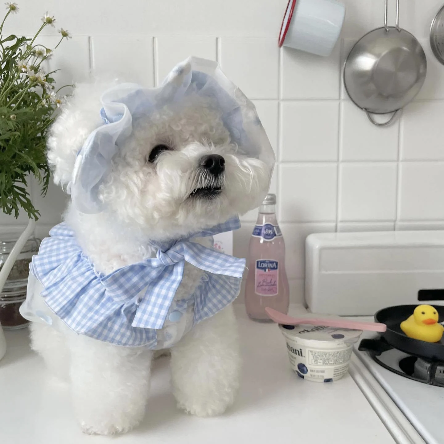 夏服アクセサリーとしての犬のドレス、どう選ぶべきか？