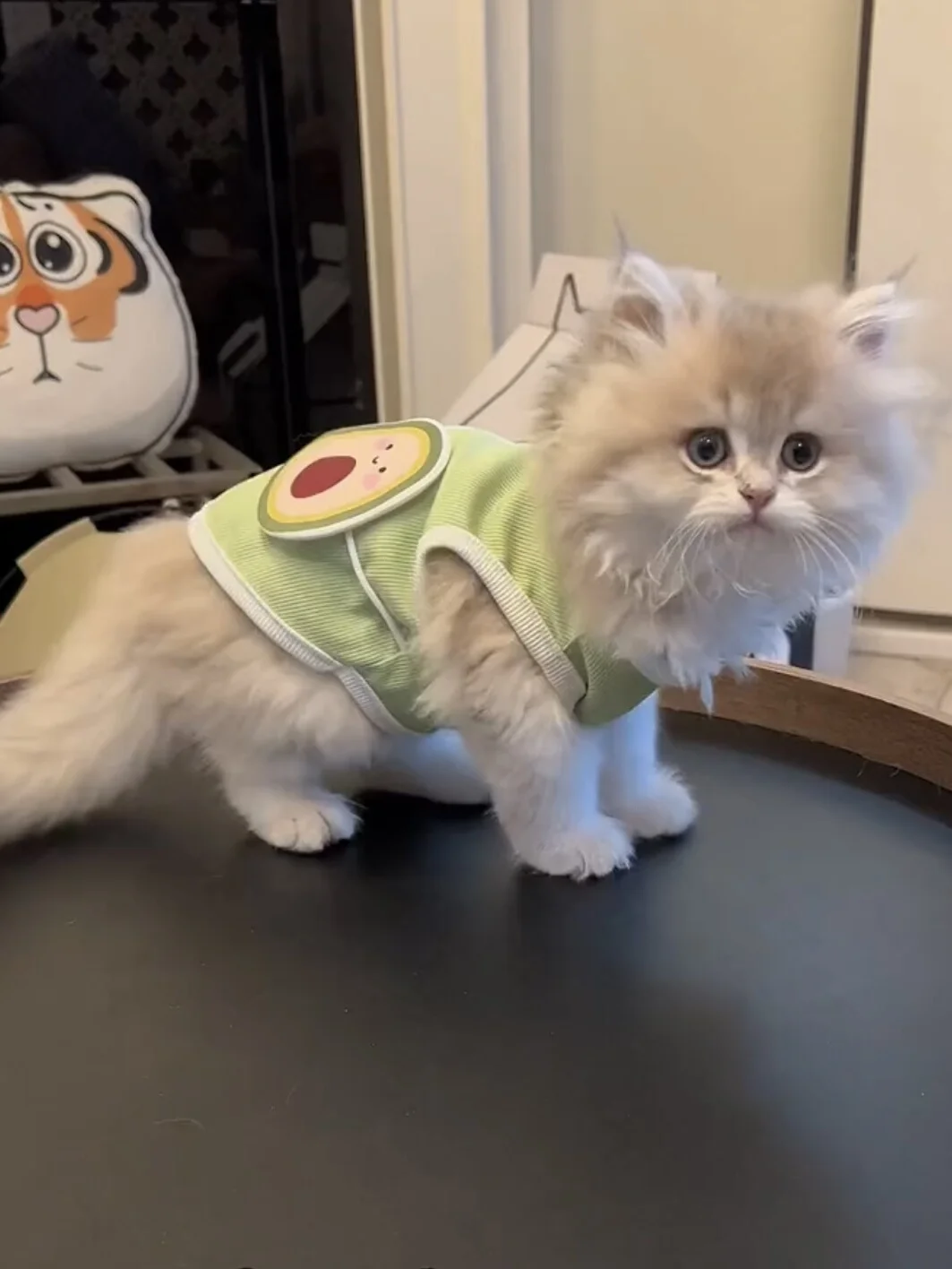猫飼いが買ってよかったもの・悪かったもの正直に言う | 夏用猫服の通気性と毛防止機能