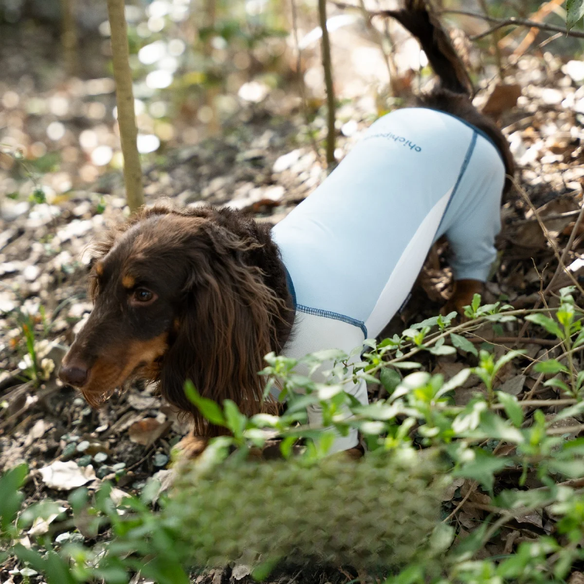 夏の散歩で犬が汗をかくのはなぜ？クールウェアで解決するリアルな選び方