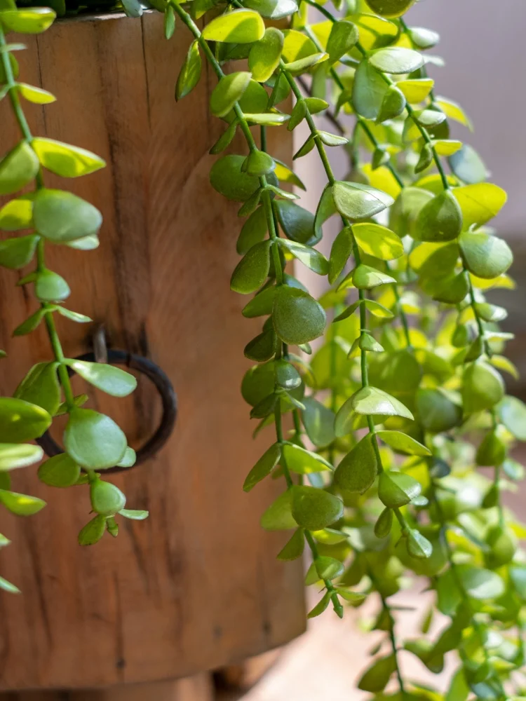 フェイクグリーンの吊り下げ植物を選ぶべき理由は？リアルと比べてどんな違いがあるの？