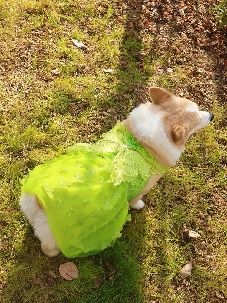 犬と一緒に夏を楽しむには、どんなドレスがおすすめ？