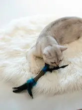 猫用おもちゃ【羽根付き・噛みごたえあり・ミント配合】
