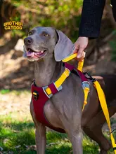 ペット ハーネス 中型 大型犬 用 防爆 引張可能 ベスト タイプ 散歩用リード