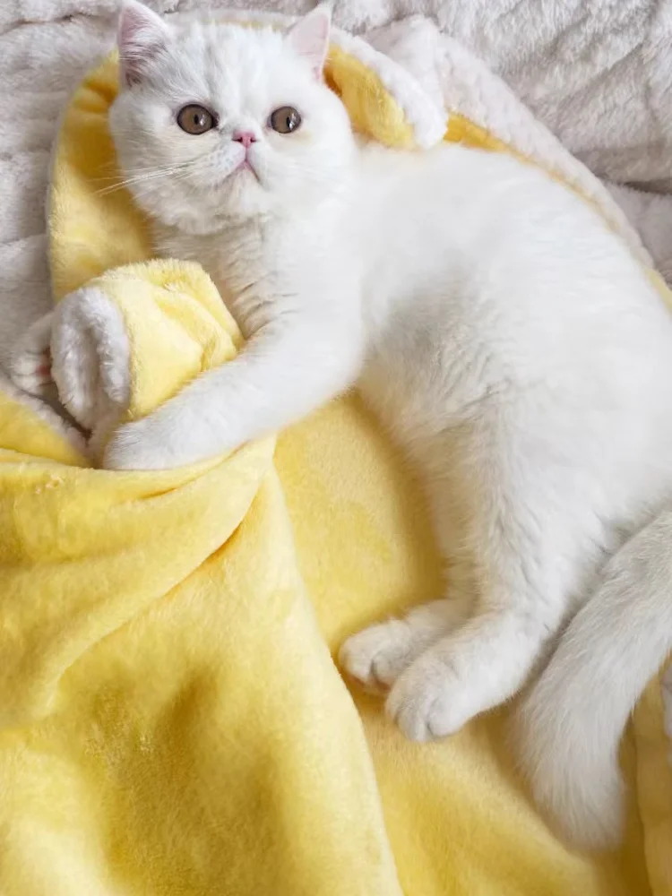 猫飼いが買ってよかったもの・悪かったもの正直に言う｜コタツマット選びの徹底解説