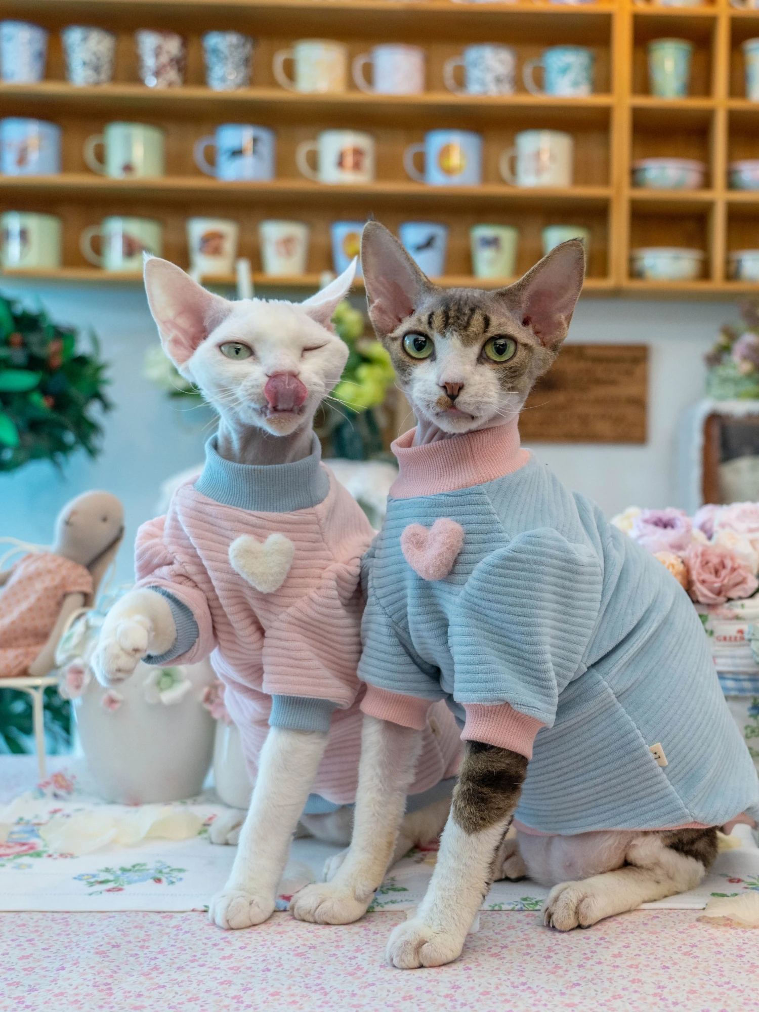 猫飼いが買ってよかったもの・悪かったもの正直に言う - キャットスウェットシャツの保温性とサイズ対応