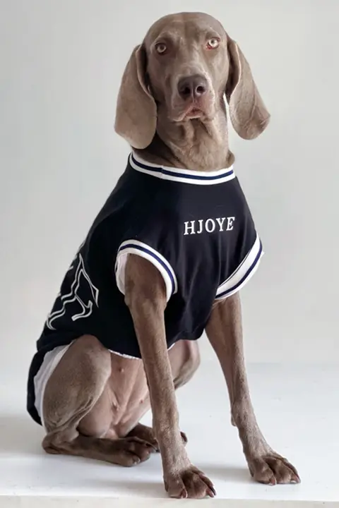 大型犬用 夏用ペットウェア【薄手・ドッグTシャツ・ゴールデンレトリバー・ラブラドール対応】