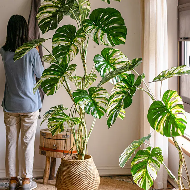 大型の観葉植物 モンステラ【インテリア装飾・室内用・置き型】