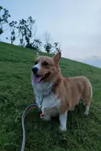 コットン製犬用リード＆カラー【小型犬・大型犬対応・防爆設計】