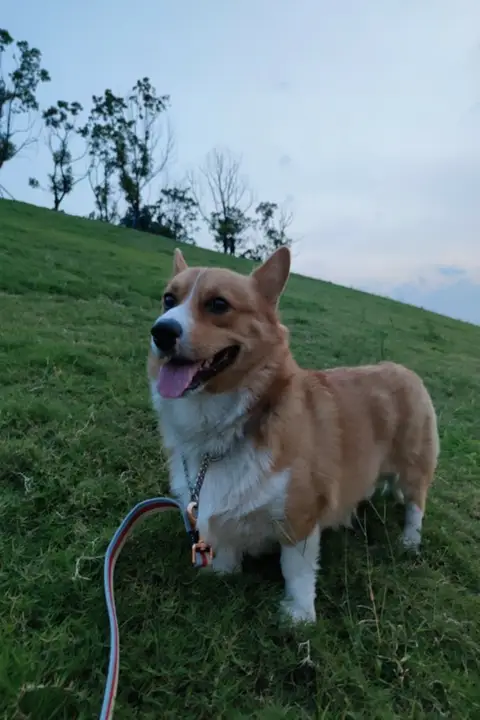 コットン製犬用リード＆カラー【小型犬・大型犬対応・防爆設計】