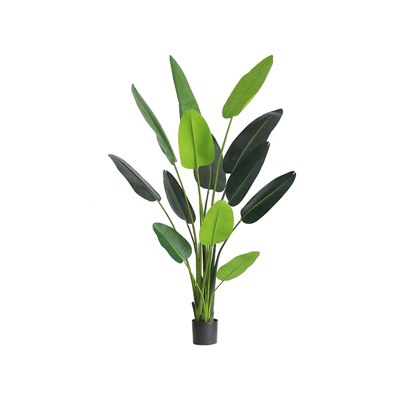 大きな観葉植物 バナナツリー：インテリアに最適な3Dデザインと高さの選定ガイド