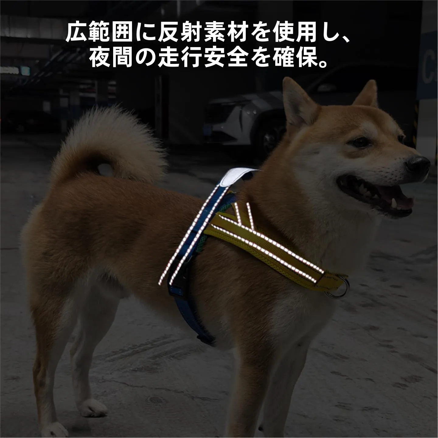 引っ張りを防ぐリードを選ぶときに、本当に大切なのは何？