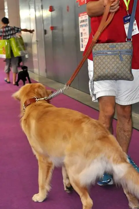 ペット用 牛革製 大型犬用首輪とリード【革製・耐久性・調節可能】（セットアップ対応）